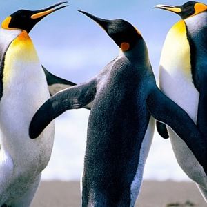 Meet your Posher, Nickesha